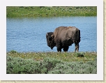 Wyoming2008 466 * Bison * Bison * 2816 x 2112 * (2.17MB)